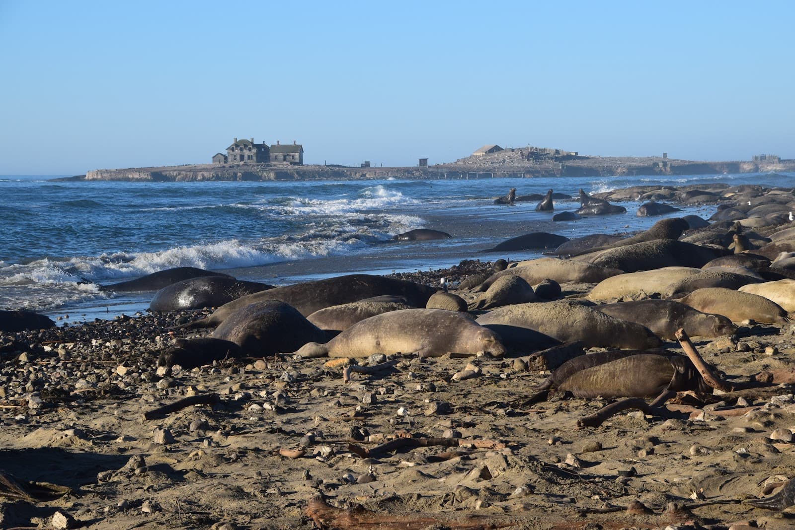 Año Nuevo State Park, Pescadero, CA
