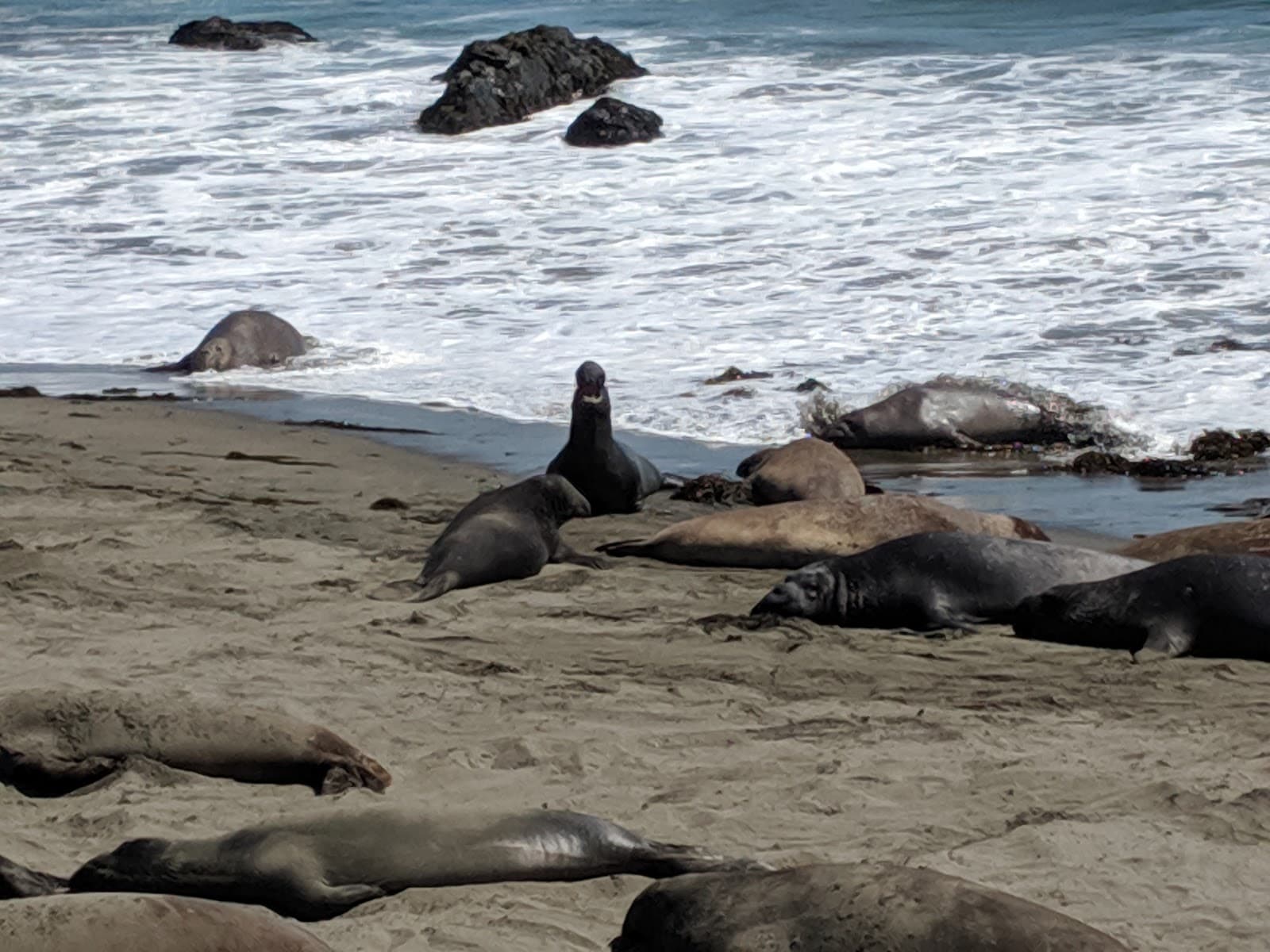 Elephant Seal Viewing Area, San Simeon, CA
