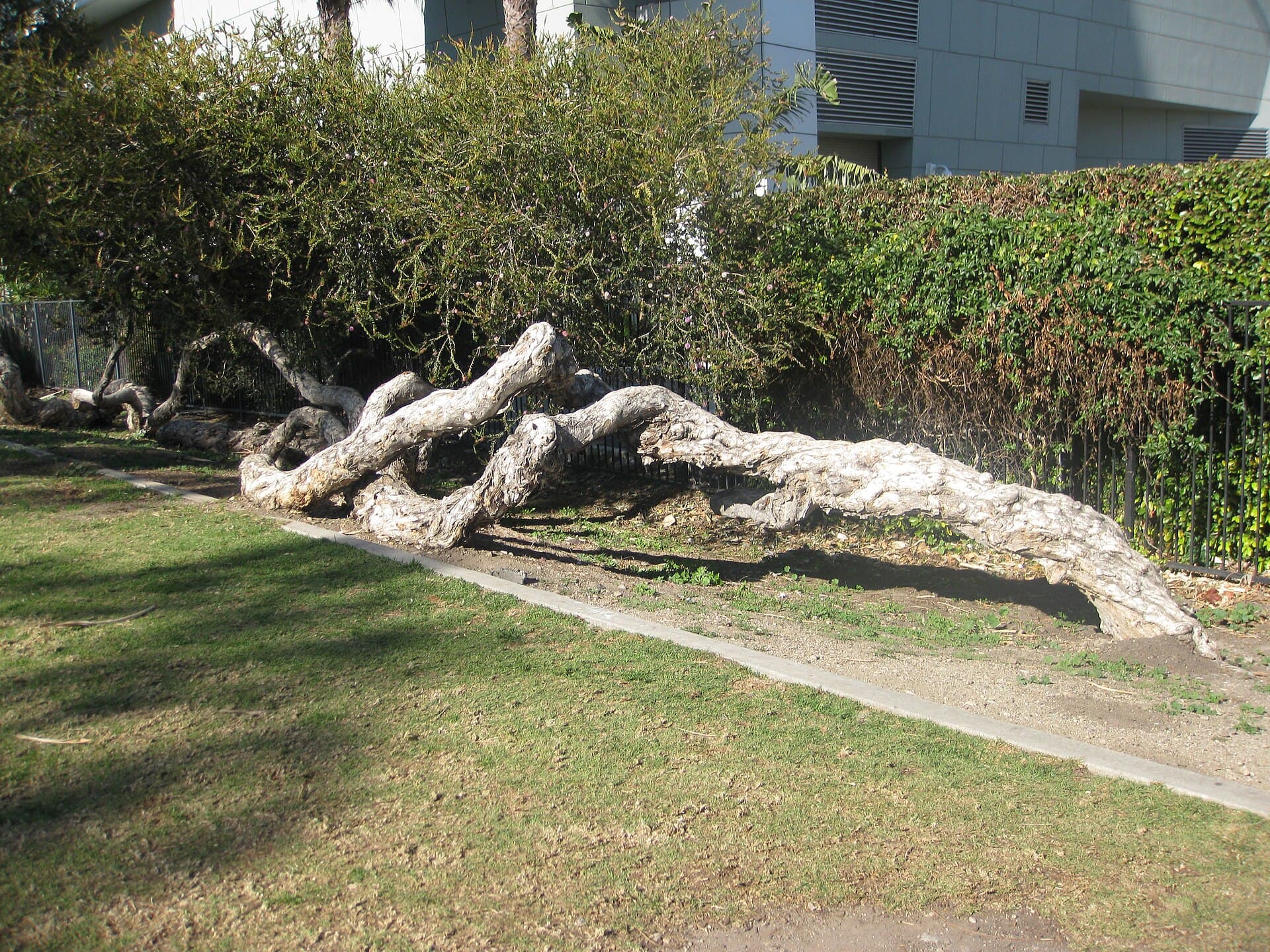 Bluff Park, Long Beach, CA