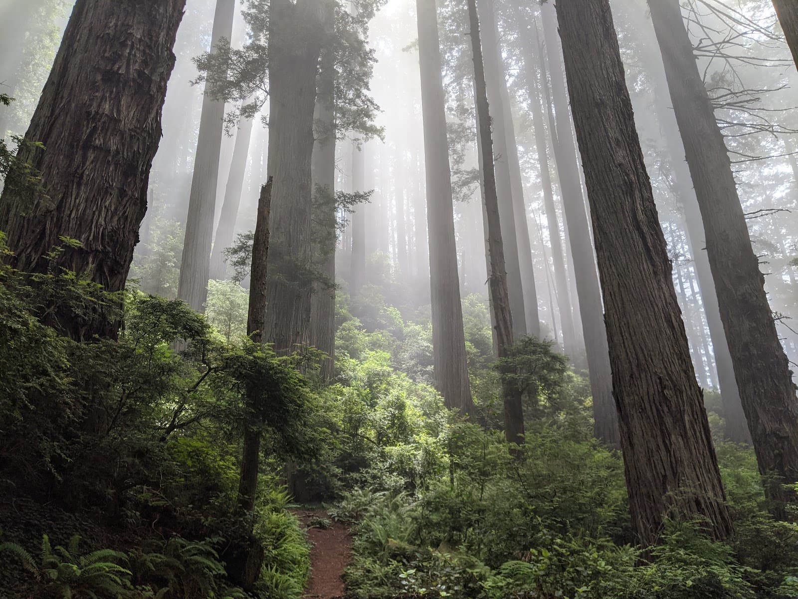 Del Norte Coast Redwoods State Park, Crescent City, CA