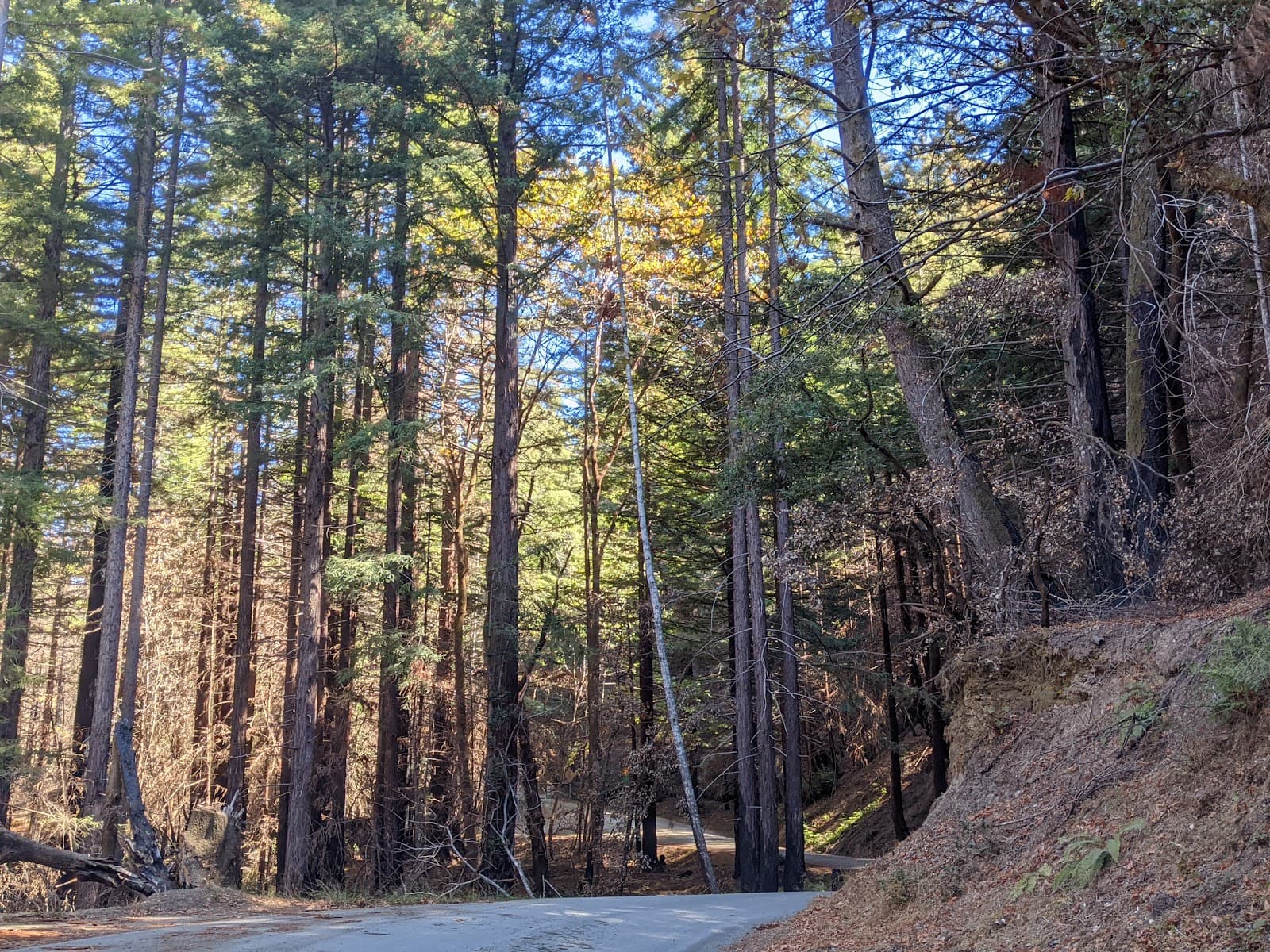 Gazos Creek Access, Pescadero, CA
